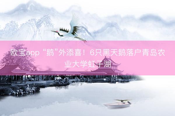 欧宝app “鹅”外添喜！6只黑天鹅落户青岛农业大学虹子湖