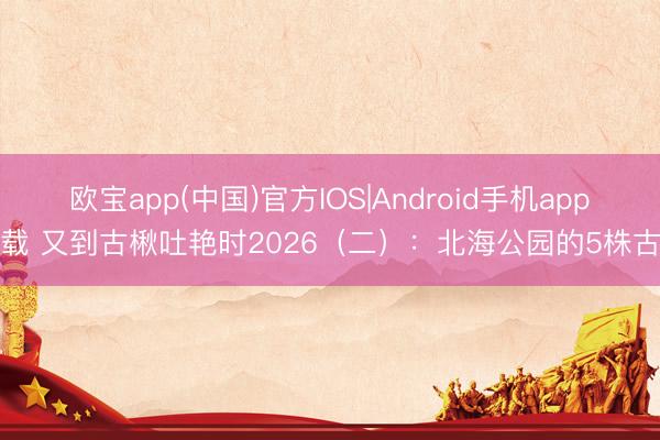 欧宝app(中国)官方IOS|Android手机app下载 又到古楸吐艳时2026（二）：北海公园的5株古楸