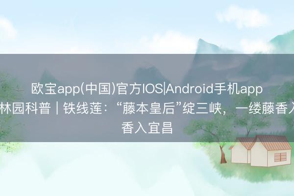 欧宝app(中国)官方IOS|Android手机app下载 林园科普 | 铁线莲：“藤本皇后”绽三峡，一缕藤香入宜昌
