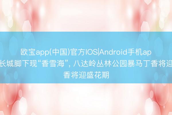 欧宝app(中国)官方IOS|Android手机app下载 长城